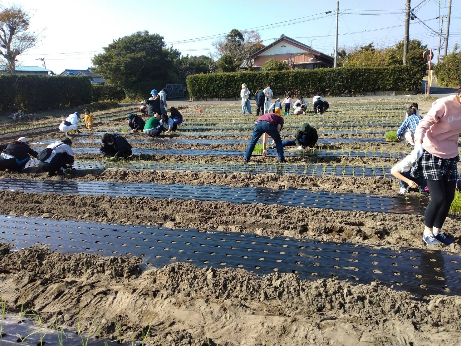 新農業体験企画を考案